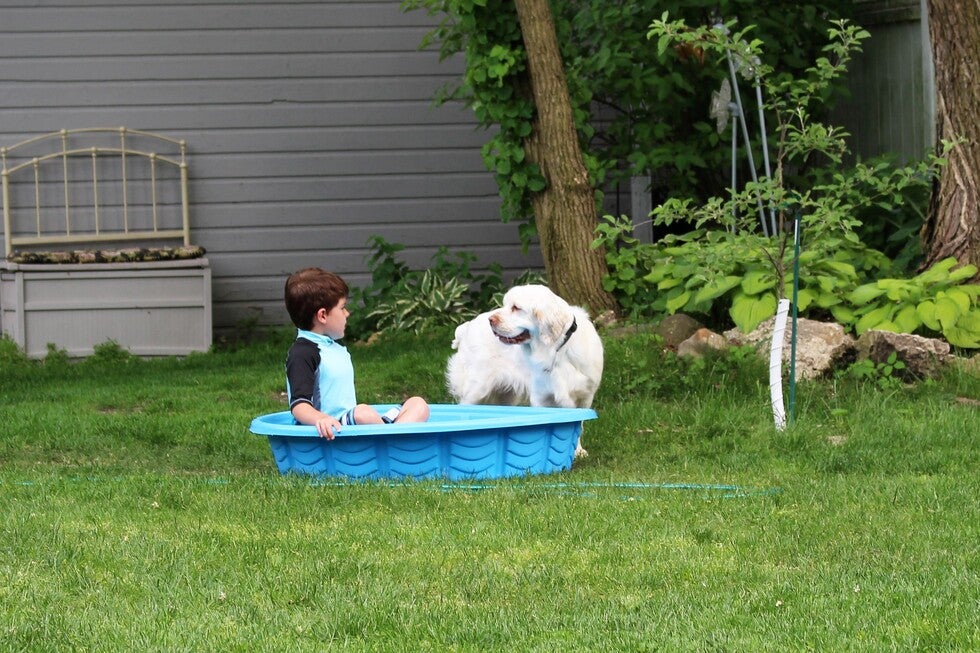 Clumber Spaniel calmly interacting with a child, showing the breed’s gentle family temperament.