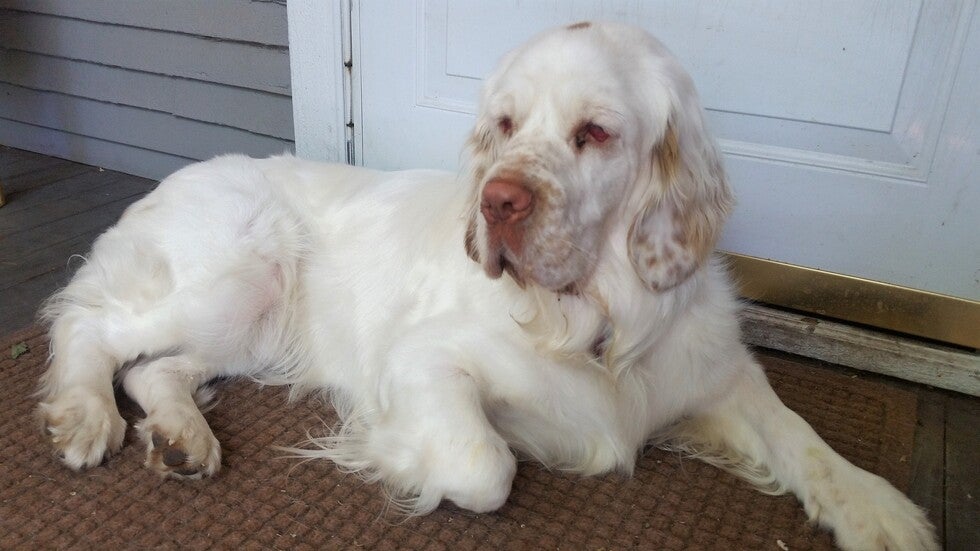Clumber Spaniel laying on his portch