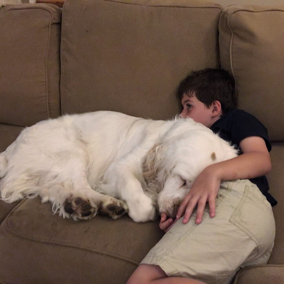 Clumber Spaniel resting calmly beside a child, showing the thoughtful and gentle temperament of the breed.