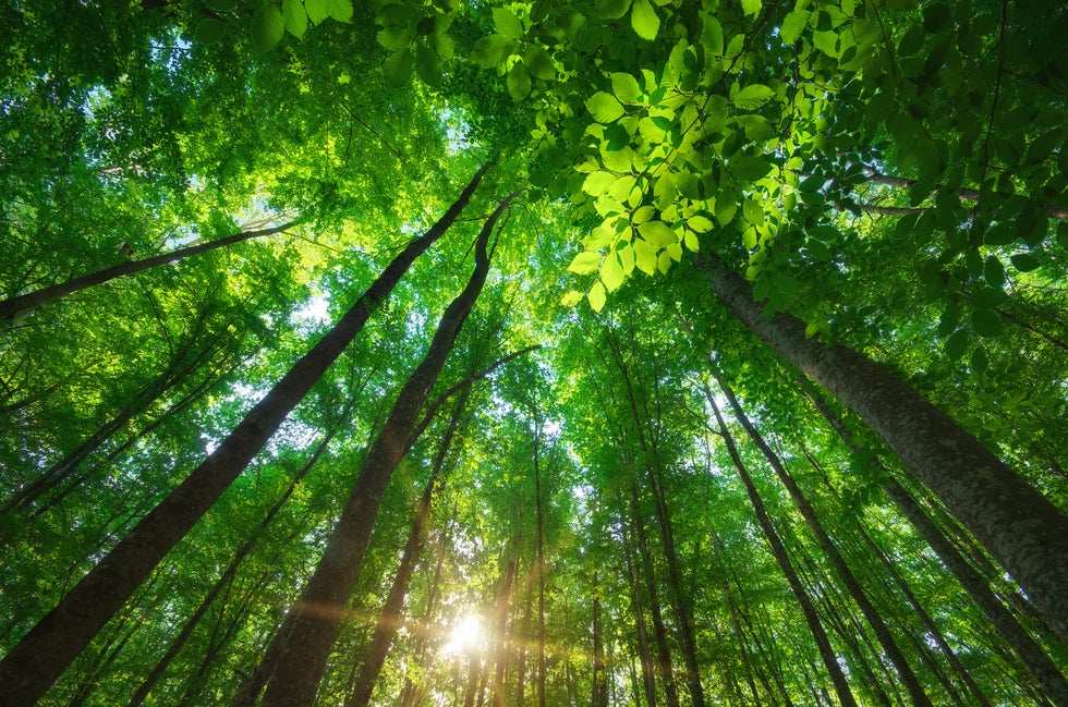 Forest with sunlight.