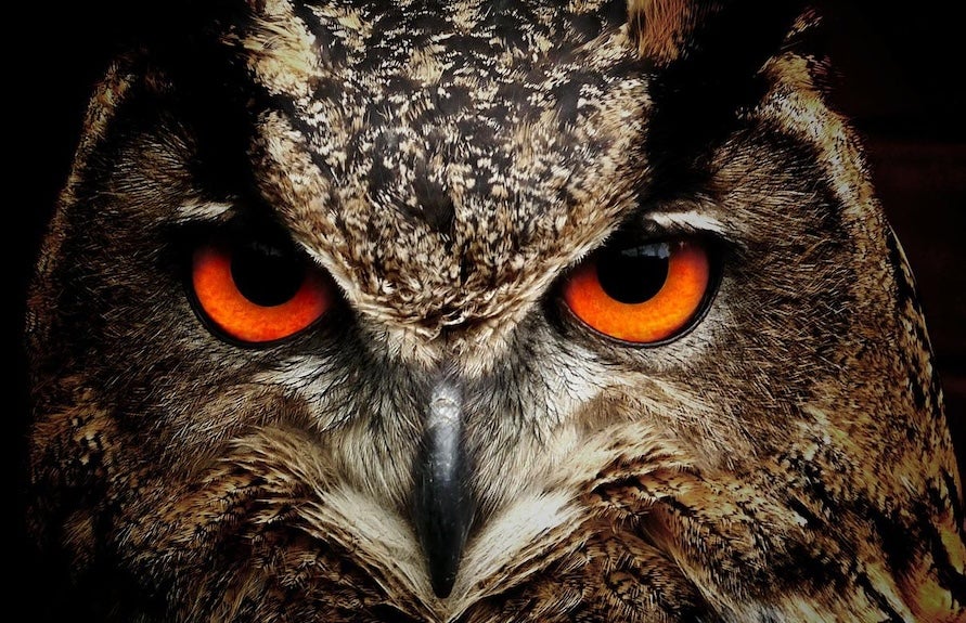 Close-up of an owl’s face looking directly at the camera