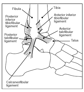 Figure 5: Ankle ligaments.