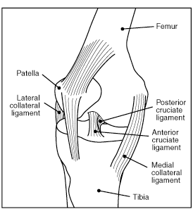 Figure 4: Connective tissues in the knee.