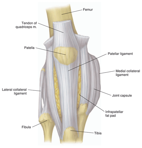 Figure 6: Knee ligaments.