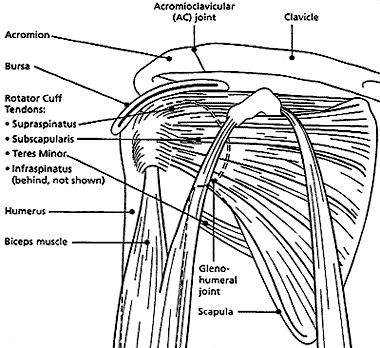 Figure 7: Soft tissues of the shoulder joint.