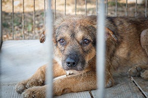 Penalties for Animal Abuse in California