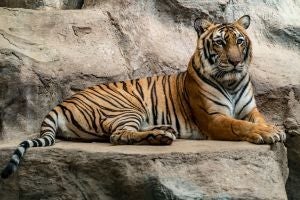 Which Animals are Prohibited as Pets in California?