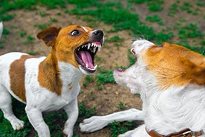 PACT Act for Animal Cruelty