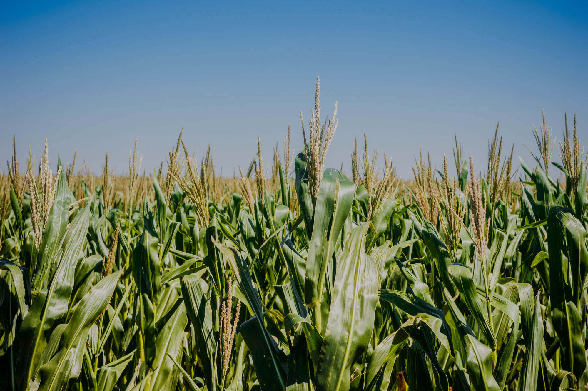 AGRICULTURE / FARMING / LIVESTOCK Icon