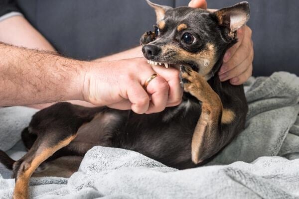 What to Do If a Dog Bites You | Emergency Guide