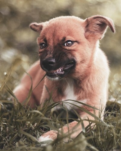 compensation dog bite