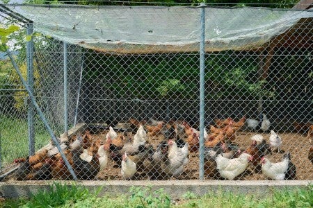 poultry farm - fighting for america’s farmers