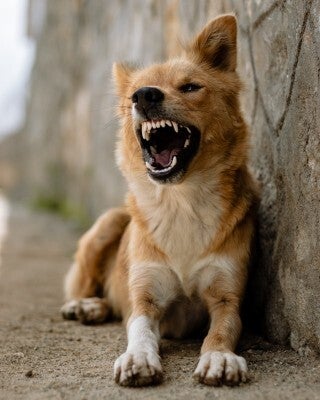 legal implications of dog bite injuries