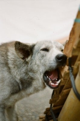 dog bite injury explained