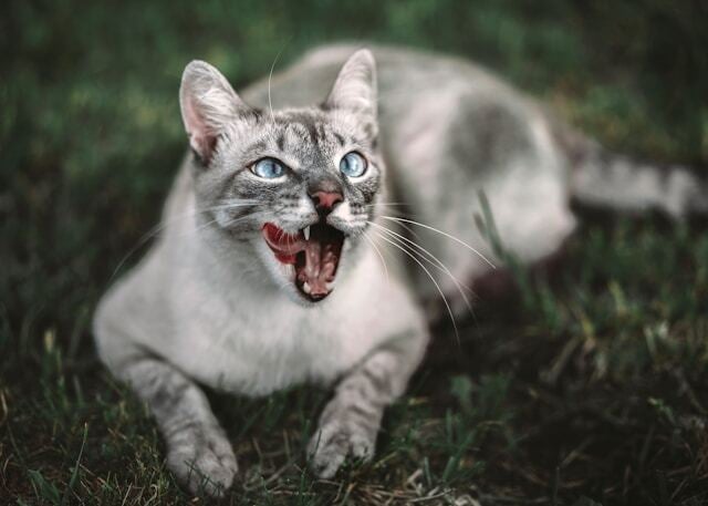animal bite injury laws