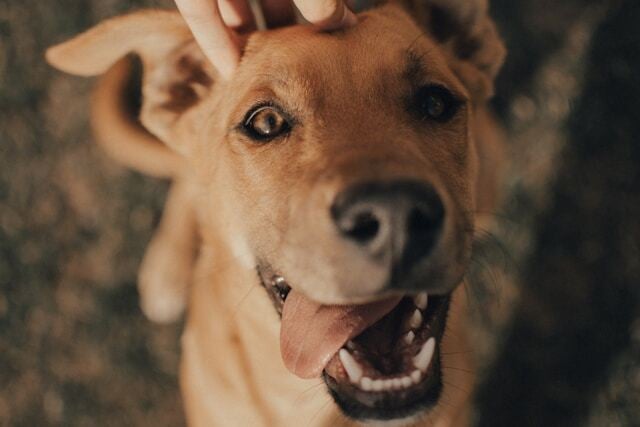 dog bite liability compensation options