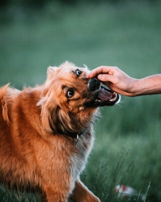 dog bite injury claims and factors affecting damages