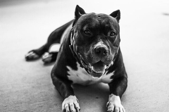legal rights after a pitbull bite injury
