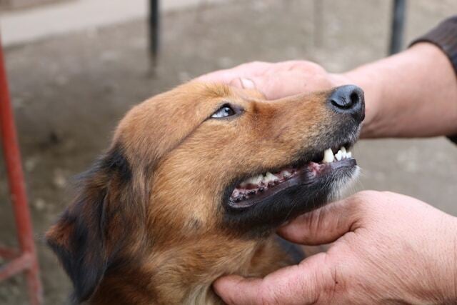 reporting a dog bite and filing claims