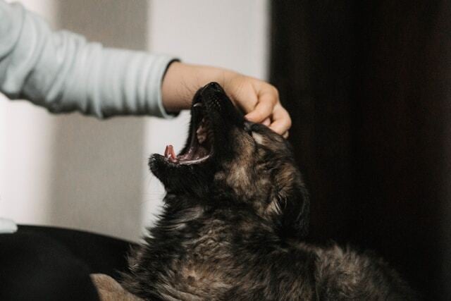injury law toddler bitten by a dog