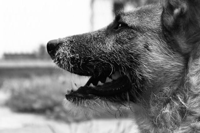 are dog owners always liable for bites