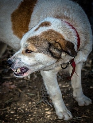 legal claims after a dog bite injury
