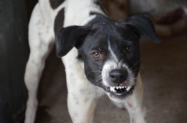 dog attack learn your compensation rights