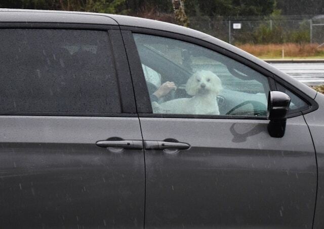 driving with pets dangers and legal consequences