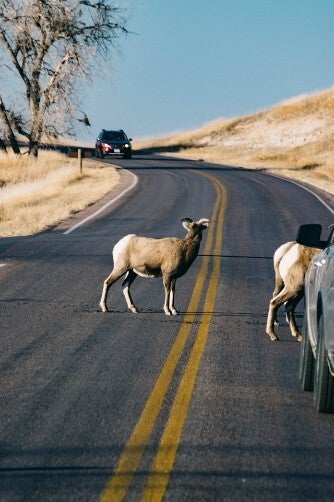 deer car collisions compensation claims and prevention
