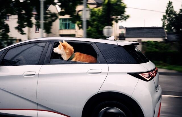 pet related car accidents liability and safe driving guide