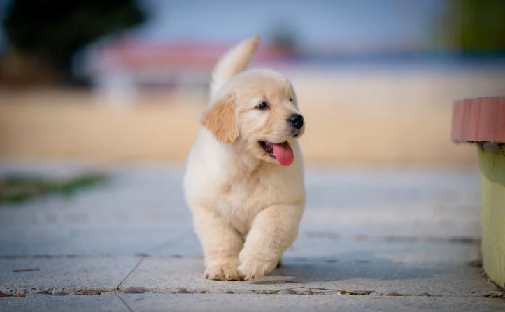 What happens to the dog?