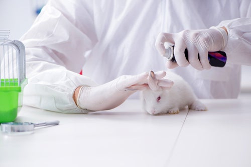 Animal Cruelty in California