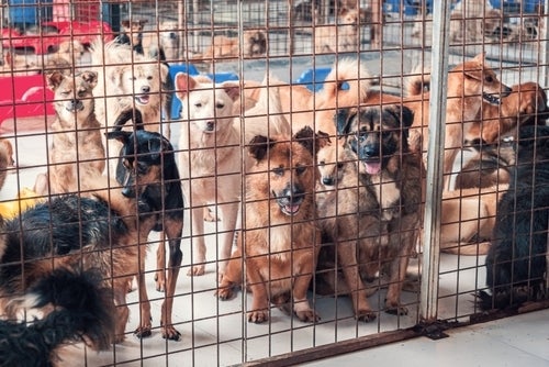 Abogados Defensores de Crueldad Animal en California