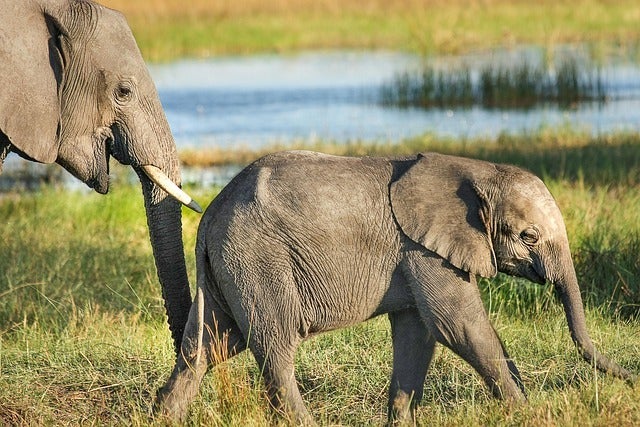 California's Elephant Abuse Laws