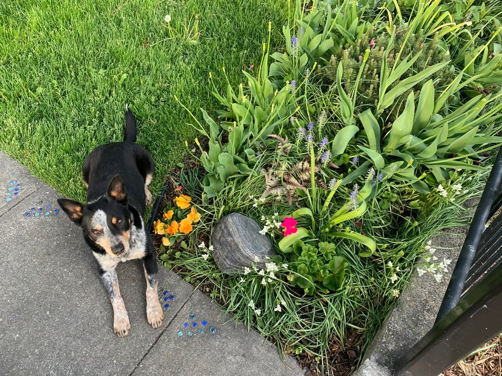 Jake, a happy office dog, looking cozy, illustrating the peace of mind a Pet Trust can provide for beloved companions in Washington State estate plans, including those in Spokane.