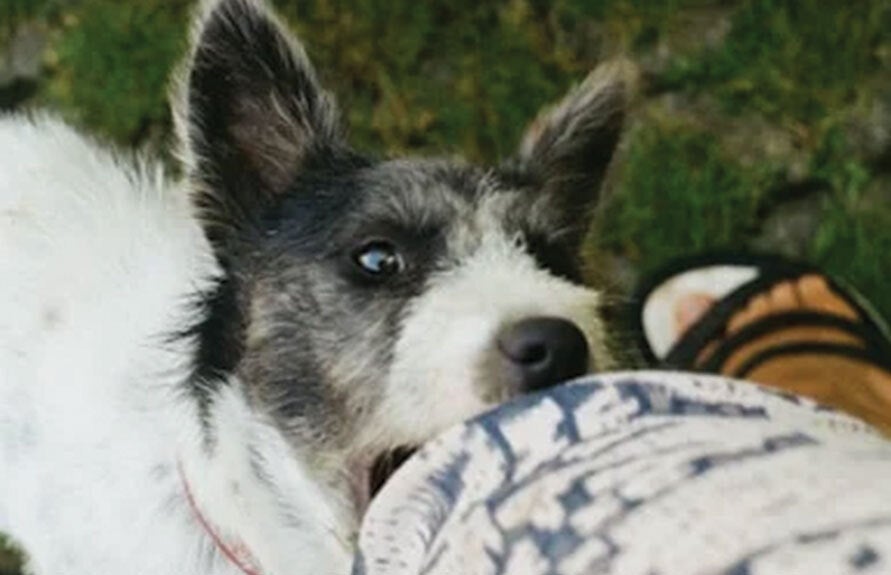 Dog Bite and Animal Attack Personal Injury Attorneys