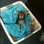 Fitz, Late Receptionist
