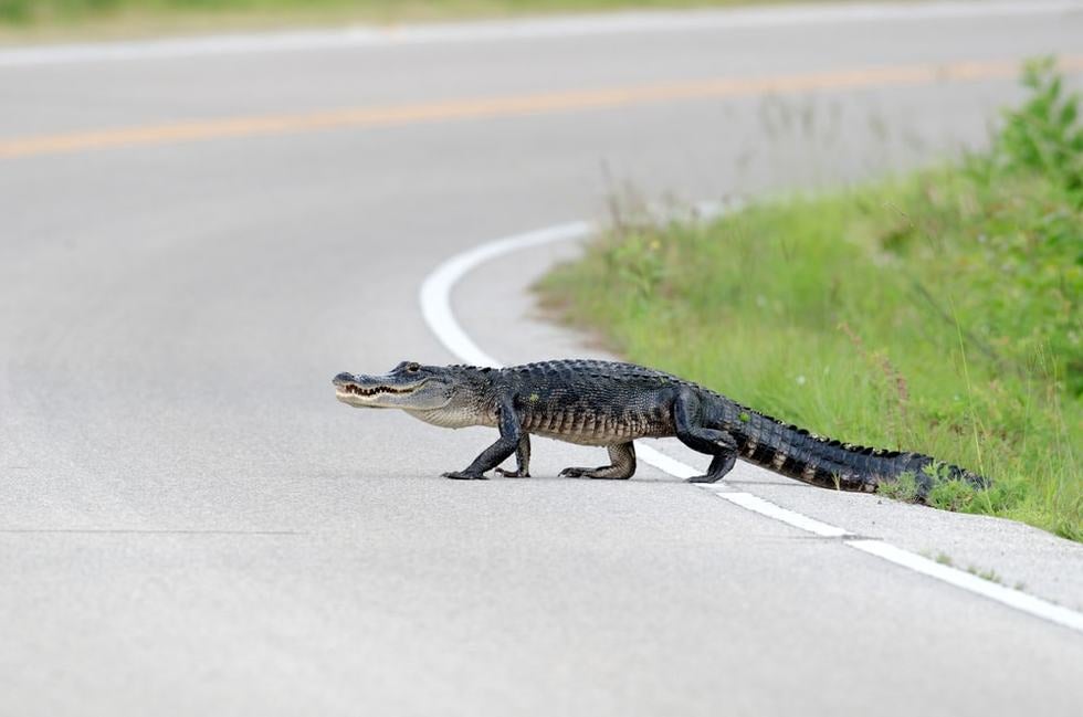 Caimán de Florida Causa Accidente de Automóvil de Carretera Fatal