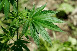 California Health and Safety Code 11358 – Marijuana Cultivation