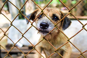 Federal Animal Cruelty Law