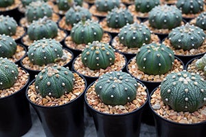California Health and Safety Code 11363 HS – Cultivating Peyote