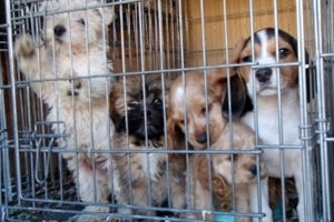 California Penal Code 597 PC: Animal Abuse and Cruelty Laws