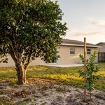 A mature grapefruit tree and a young staked citrus sapling in the back yard of a Fort Myers home, representing a Florida homestead passing to the next generation