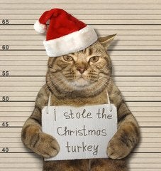 Christmas Cat Mugshot