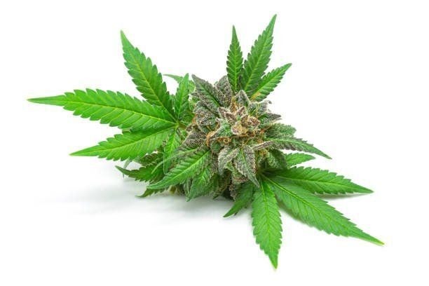 Marijuana Plant